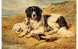 Portrait of a Newfoundland Dog