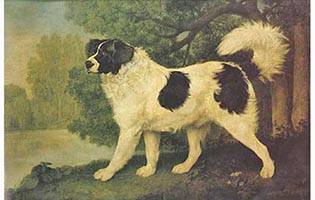 Portrait of a Newfoundland Dog